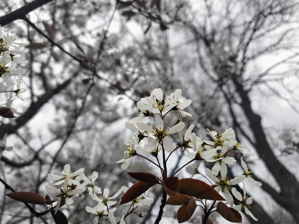 white flowers are blooming on a tree branch