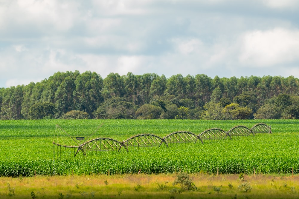 a green field with a row of trees in the background