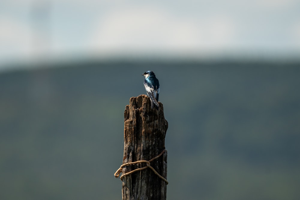 a small bird perched on top of a wooden pole