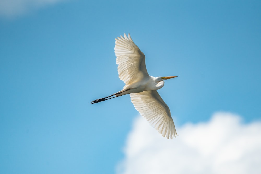 a large white bird flying through a blue sky