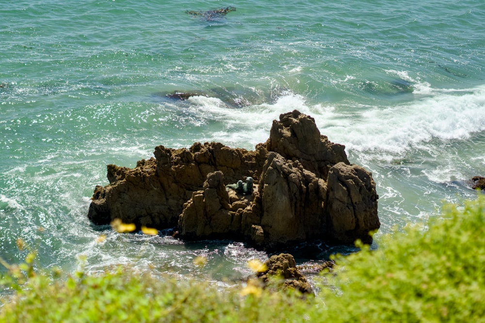 a group of sea lions swimming in the ocean