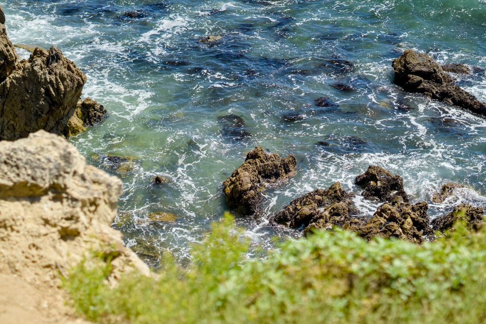 a bird sitting on top of a rock next to the ocean