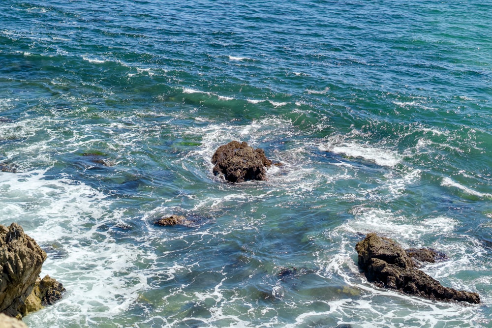 a bird sitting on top of a rock near the ocean