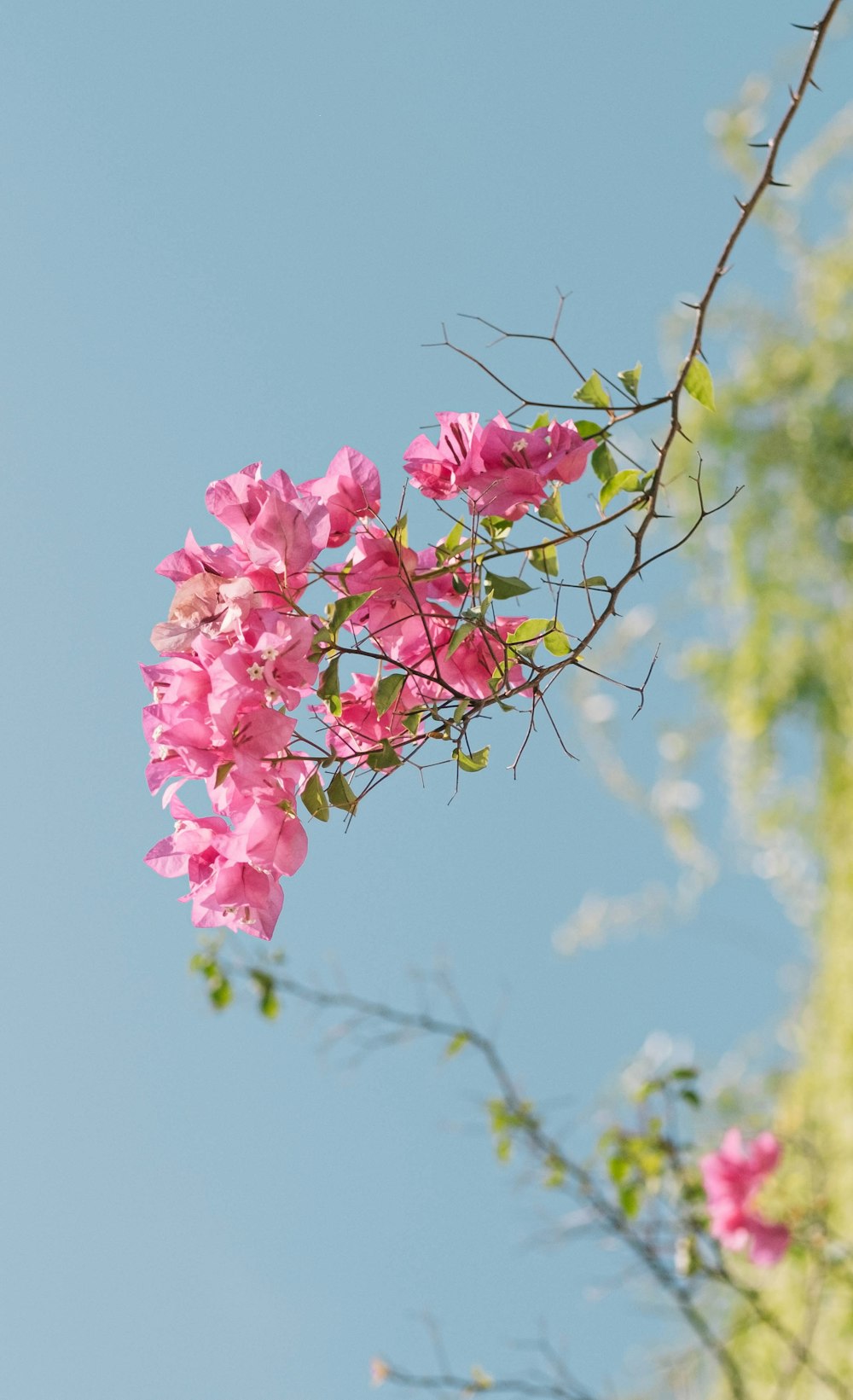 pink flowers are blooming on a tree branch