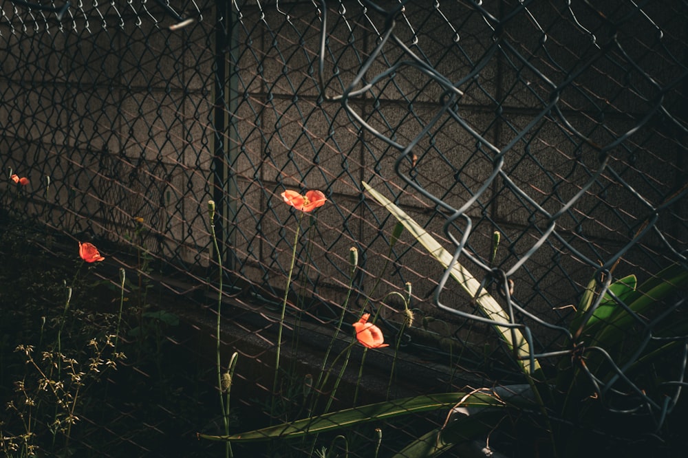 a fence with flowers growing through it