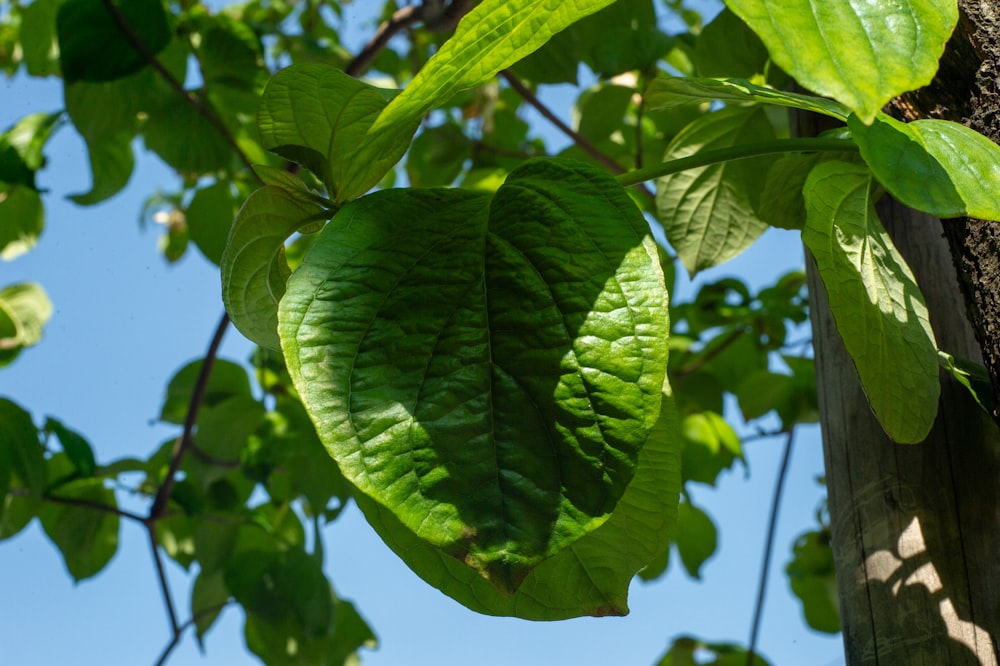 a green leaf hanging from a tree branch