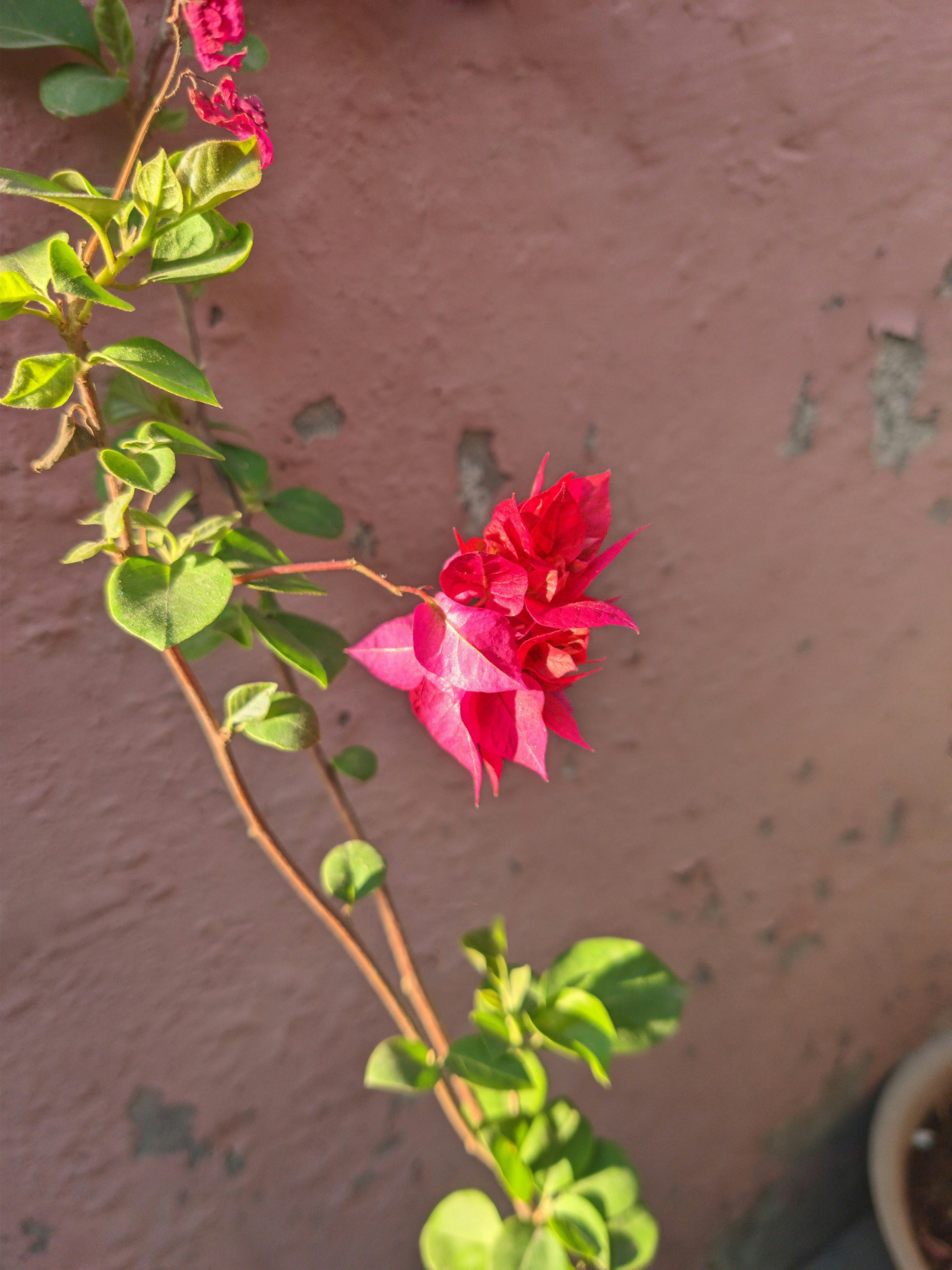 Une fleur rose pousse dans un pot