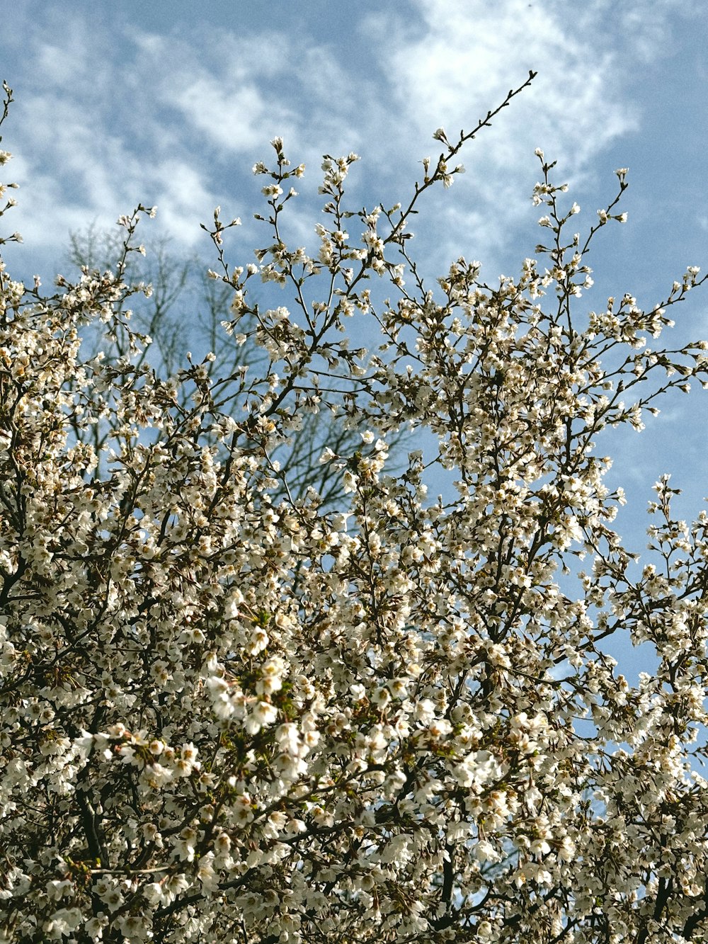 a tree with lots of white flowers in front of a blue sky