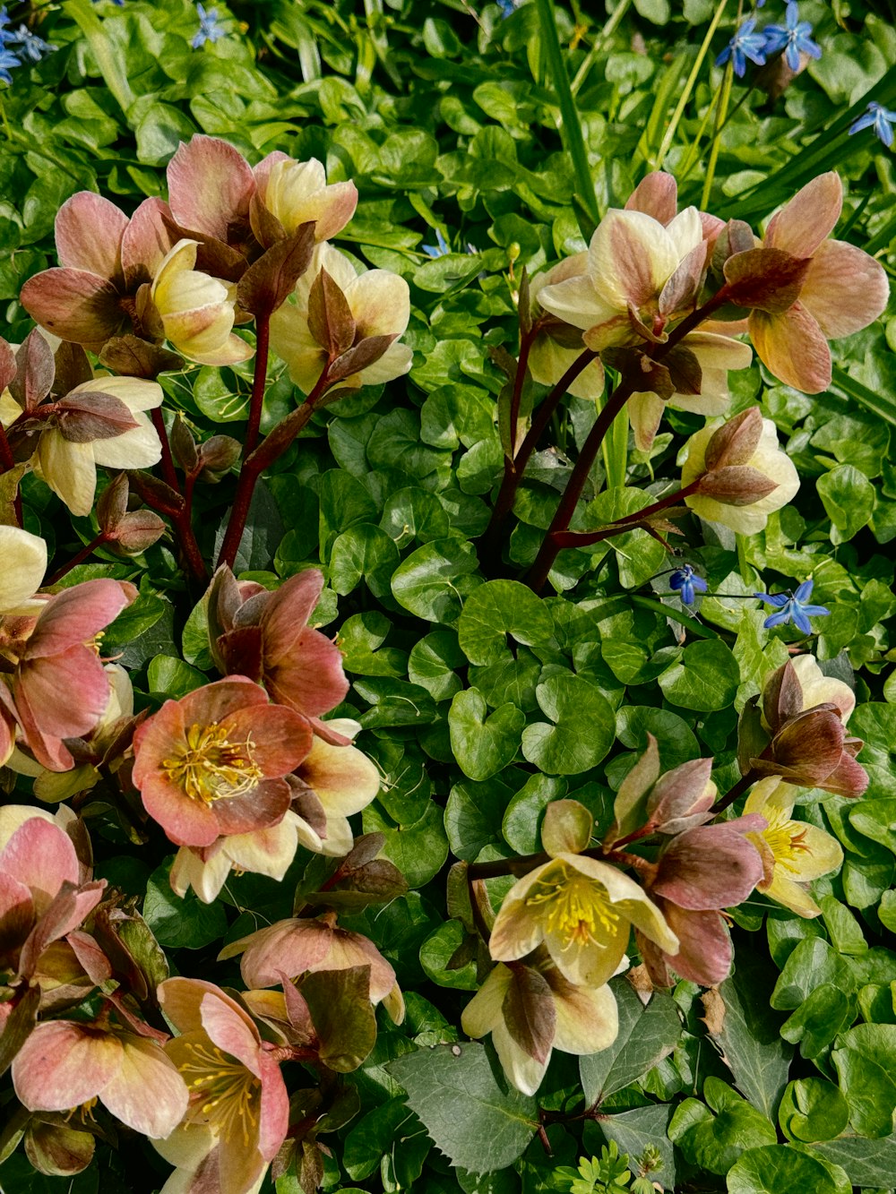 a bunch of flowers that are in the grass