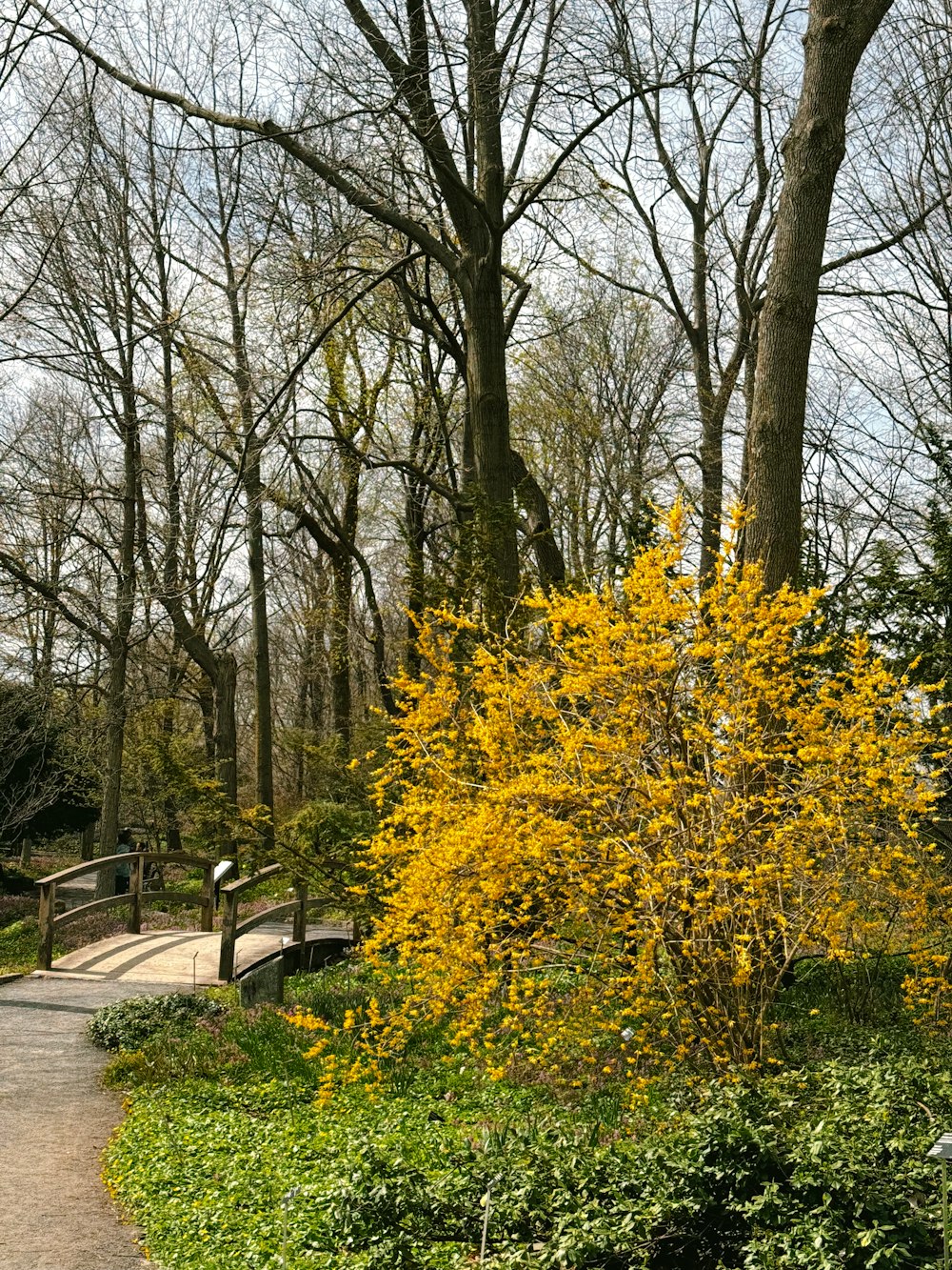 a yellow tree in the middle of a park