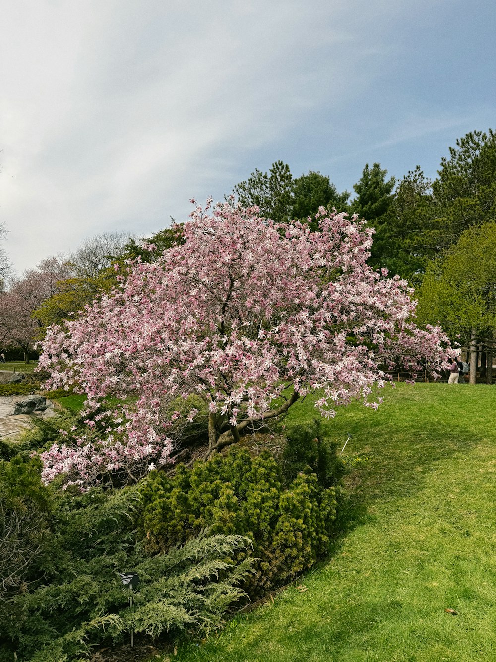 a tree with pink flowers in a park