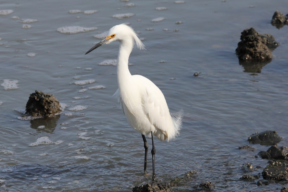 a white bird is standing in the water