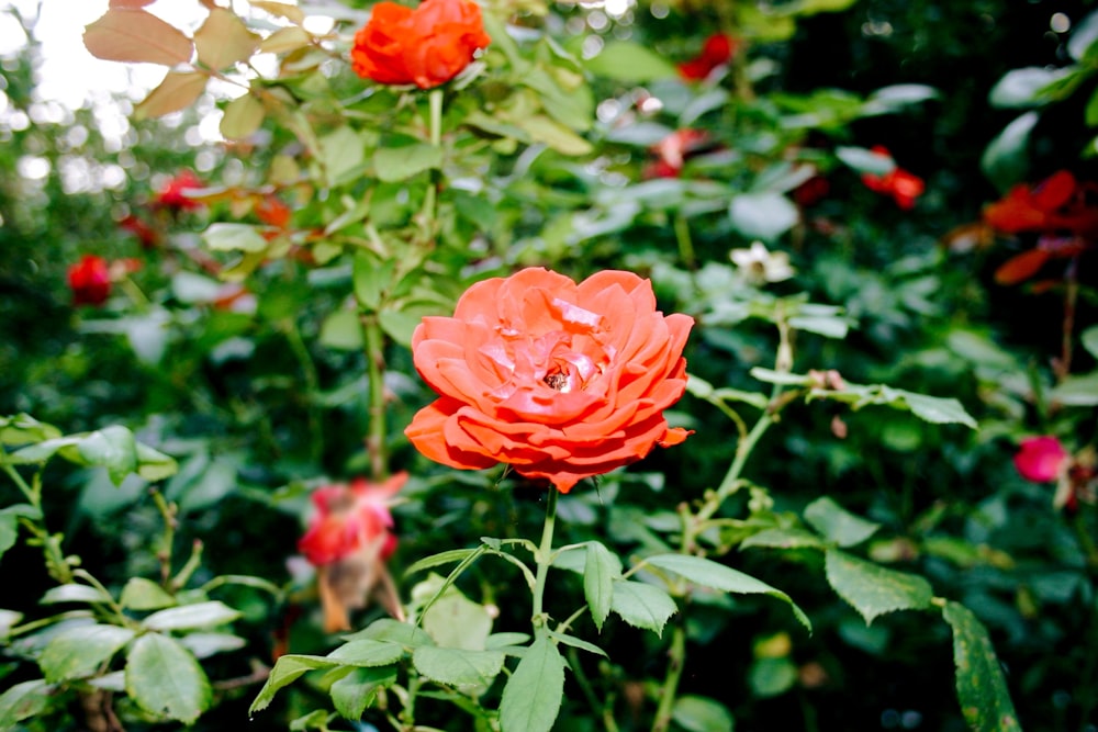 a close up of a red flower in a garden