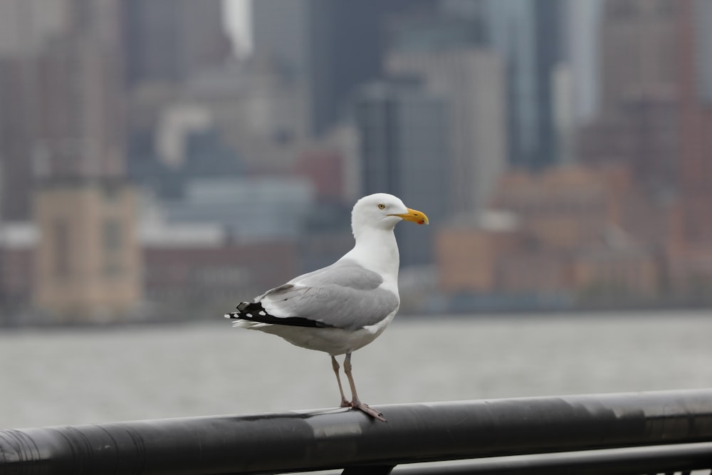 a seagull standing on a railing in front of a city