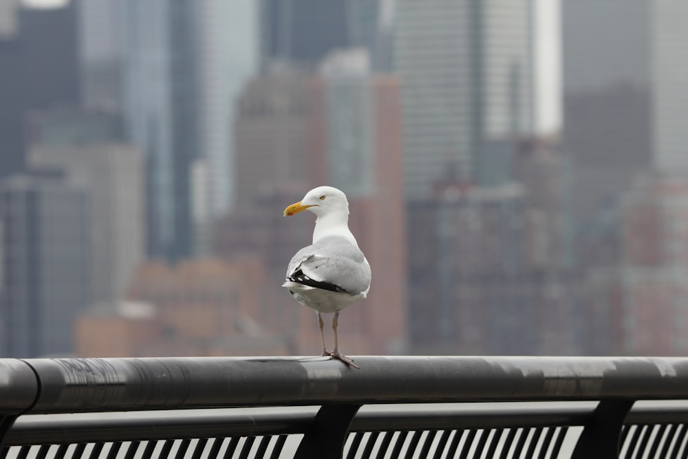 a seagull standing on a railing in front of a city skyline