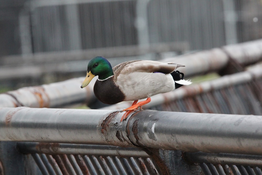 a duck is standing on a metal rail