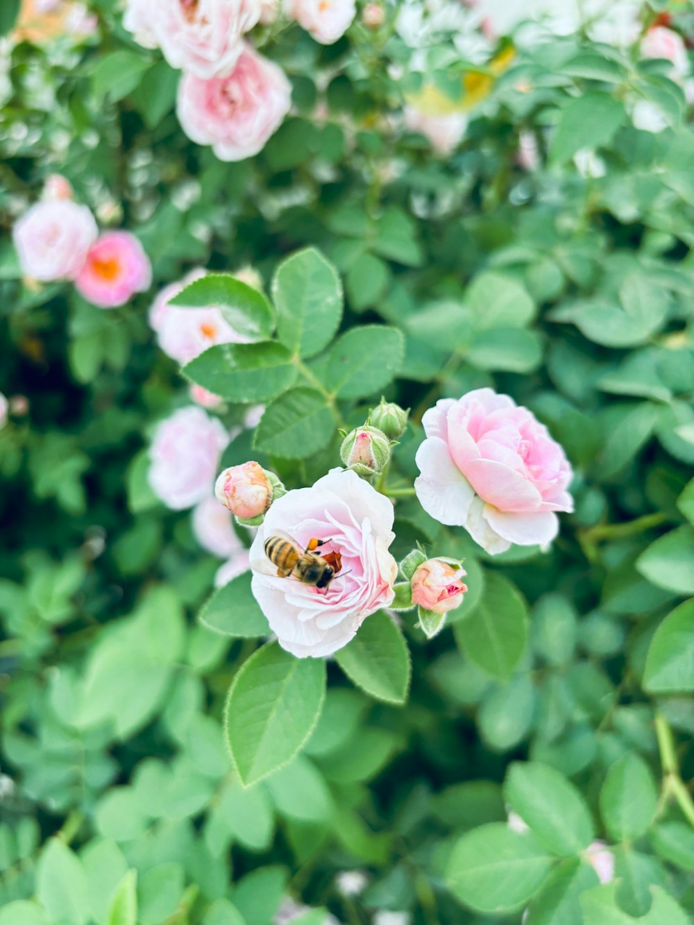 a bunch of pink flowers with a bee on them