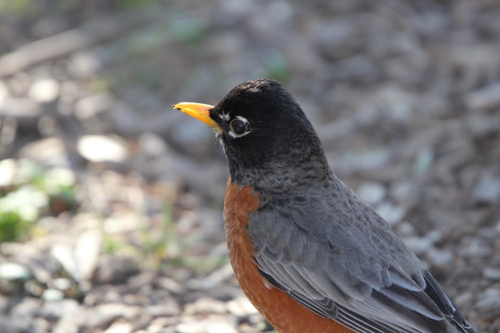 a close up of a bird on the ground