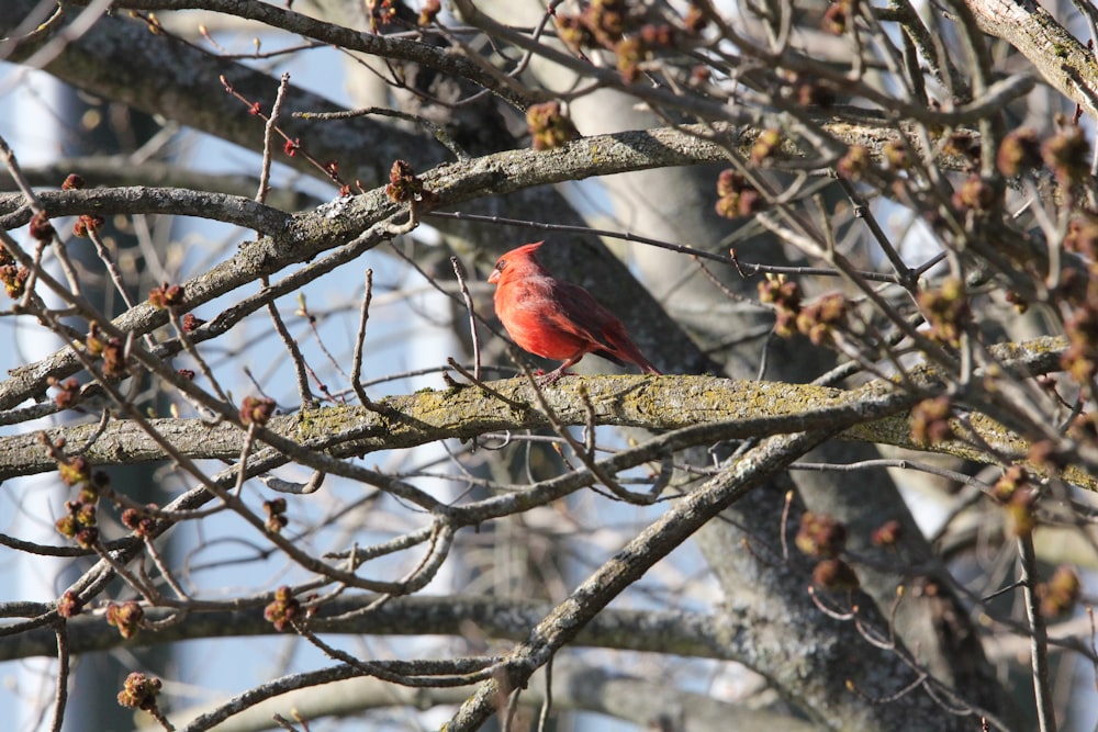 a red bird sitting on a branch of a tree