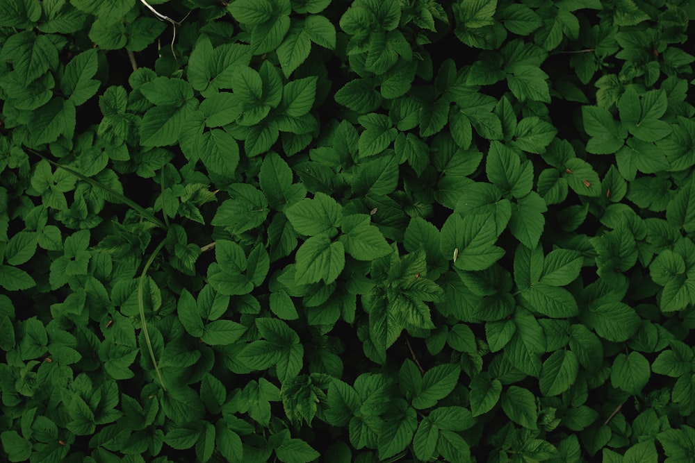 a close up of a plant with green leaves