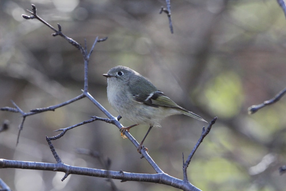 a small bird perched on top of a tree branch