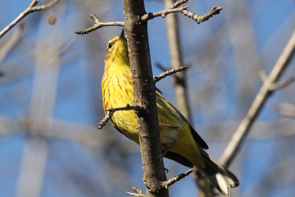 a yellow bird perched on a tree branch