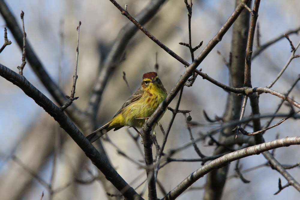 um pequeno pássaro amarelo sentado em cima de um galho de árvore