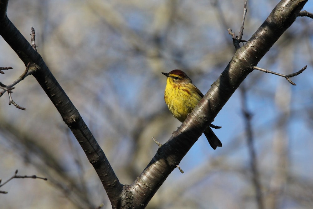 a small yellow bird sitting on top of a tree branch