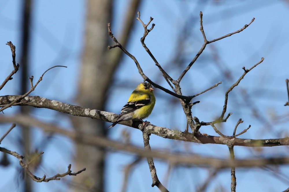 a small yellow bird perched on a tree branch