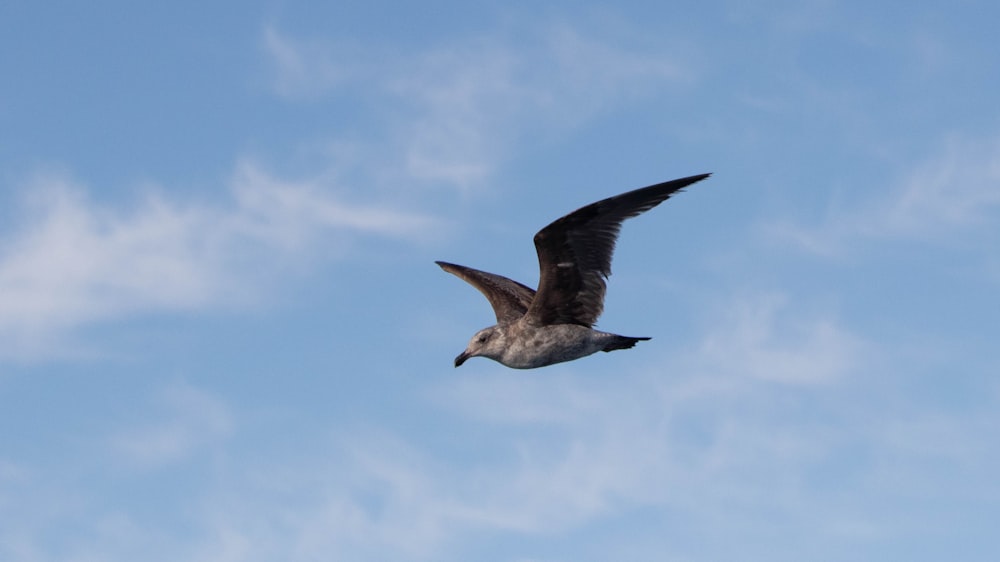 un pájaro volando a través de un cielo azul con nubes