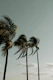 a group of palm trees blowing in the wind
