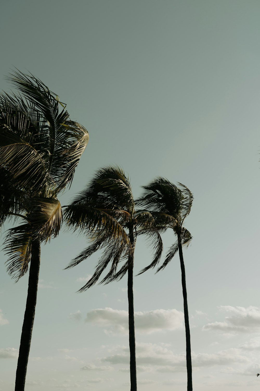 a group of palm trees blowing in the wind