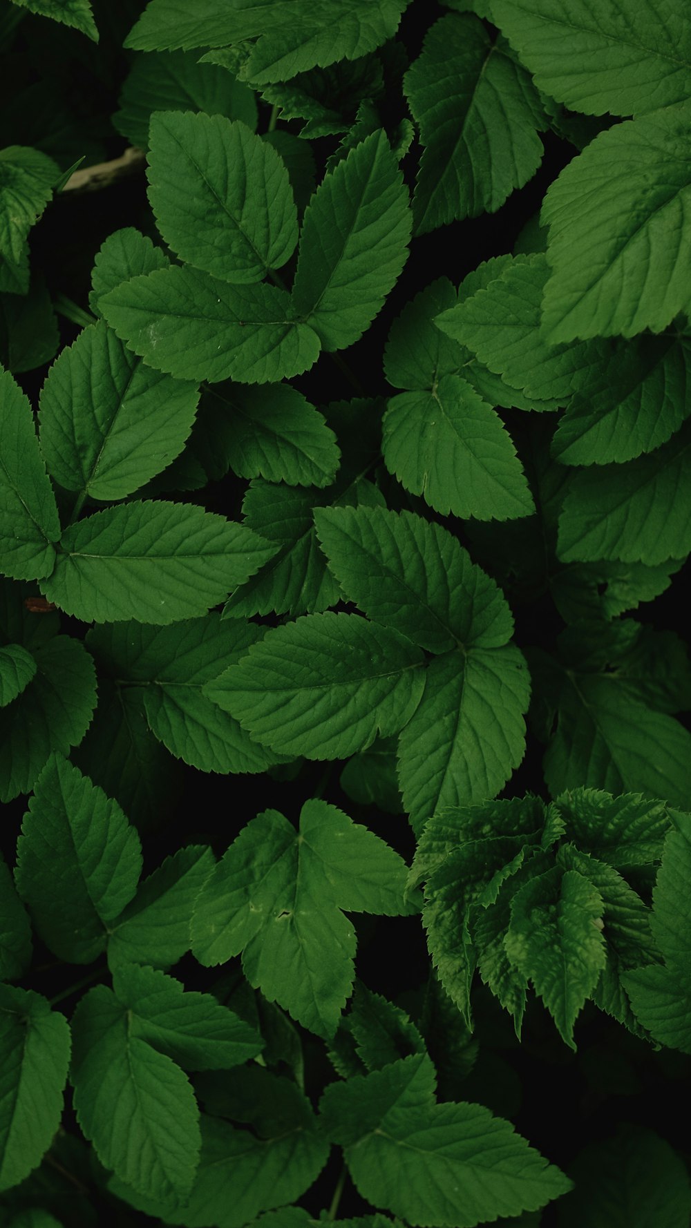 a close up of a green leafy plant