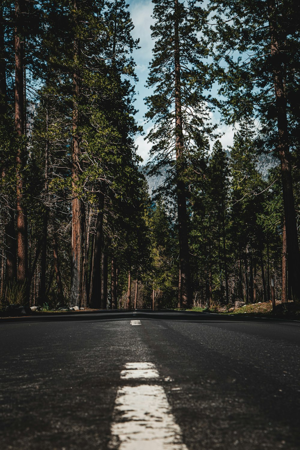 an empty road in the middle of a forest