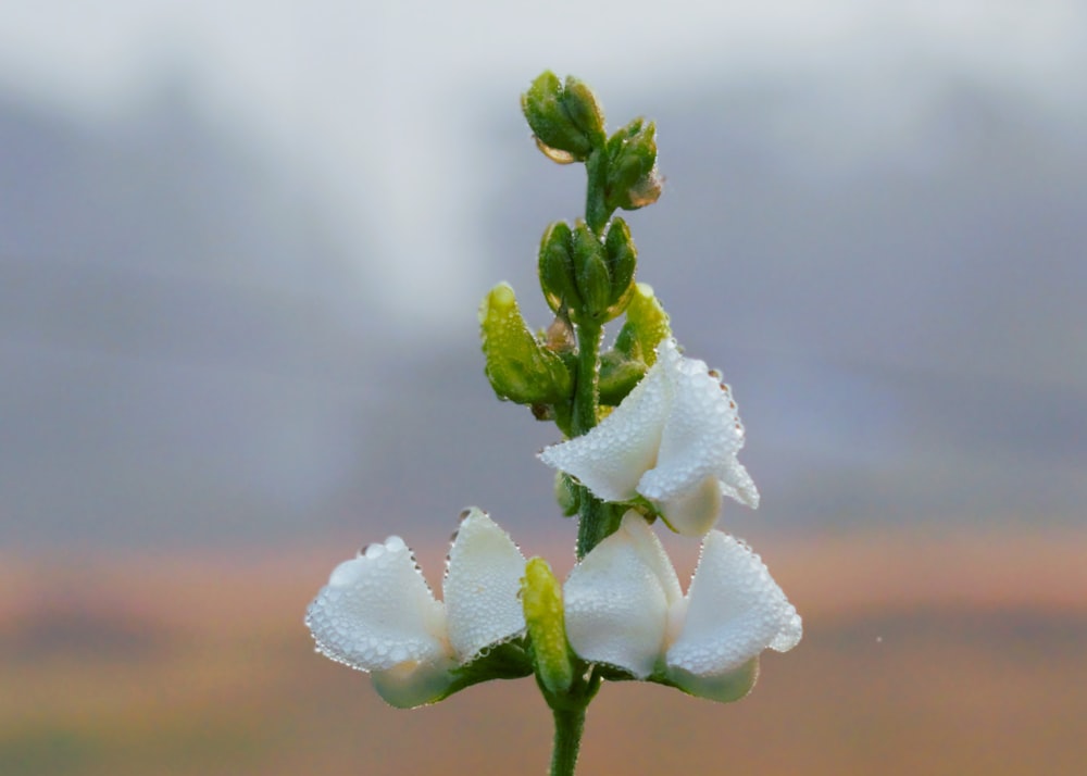 a close up of a flower with water droplets on it