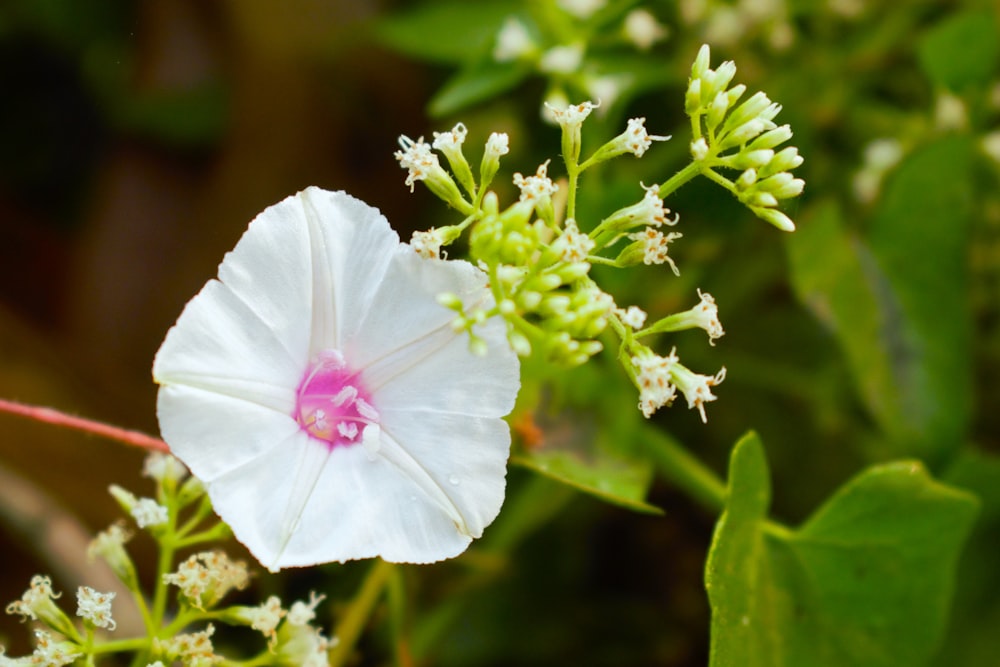 a white flower with a pink center surrounded by green leaves
