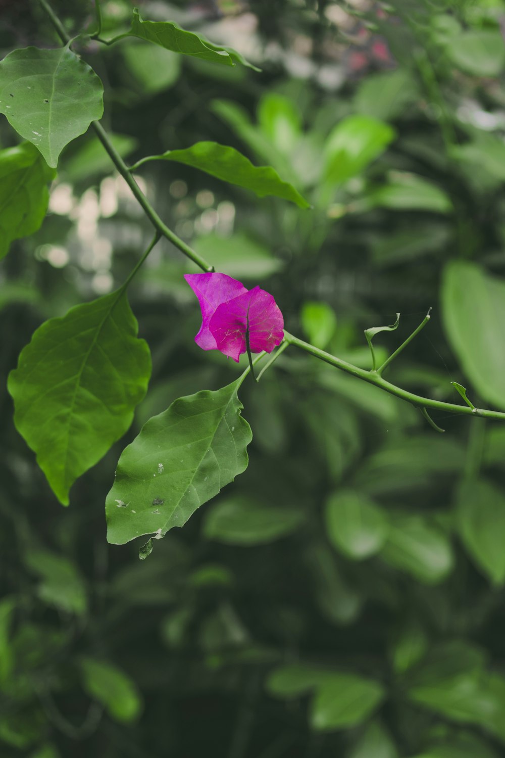 a pink flower with green leaves in the background