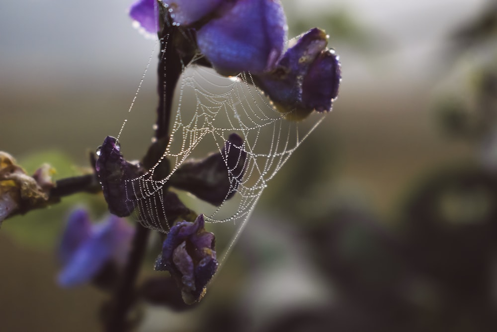 a close up of a spider web on a flower