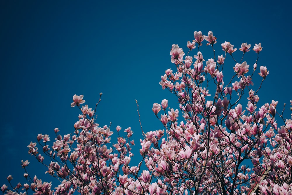 a tree with pink flowers against a blue sky