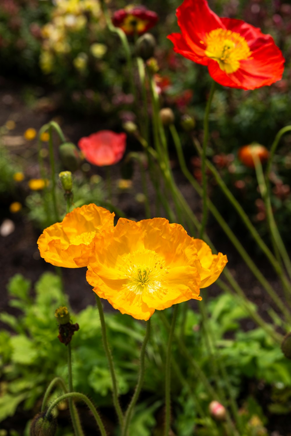 a group of red and yellow flowers in a garden