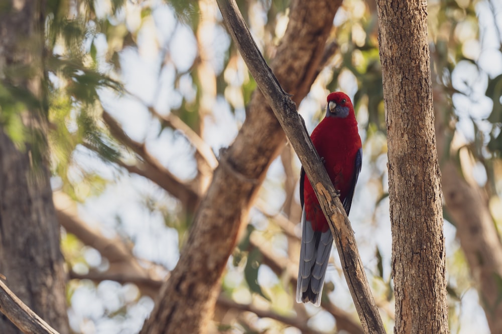 a red bird perched on a tree branch