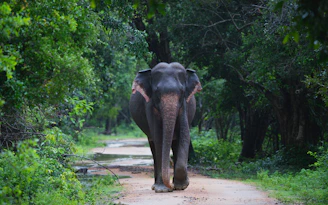 an elephant is walking down a dirt road