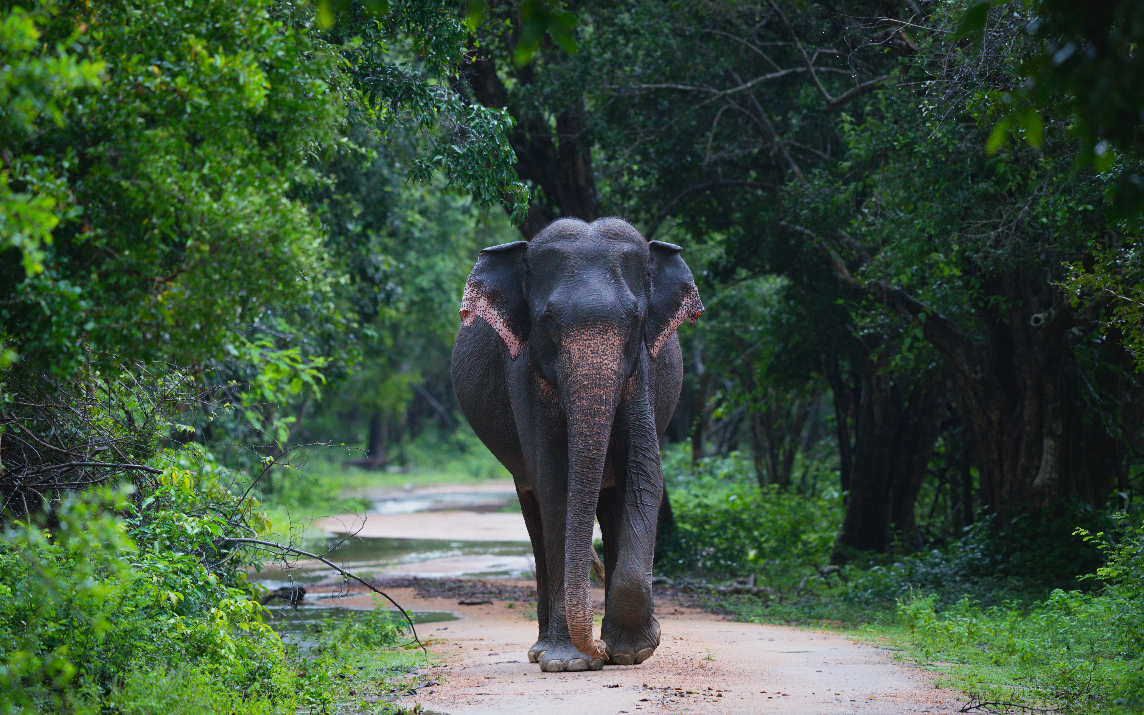A wild Asian elephant walking along a damp dirt track through green forest in Sri Lanka