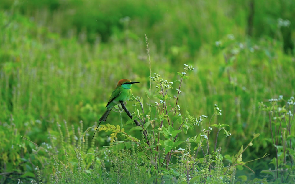 a small green bird sitting on a branch in a field