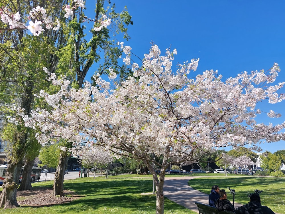 a person sitting on a park bench under a blossoming tree