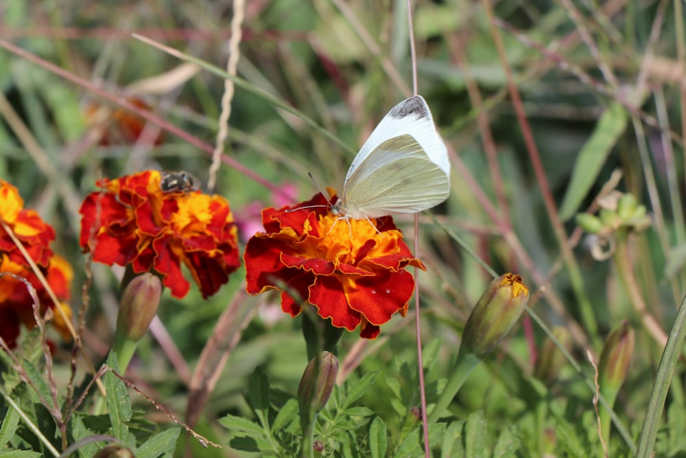 a white butterfly sitting on top of a red flower