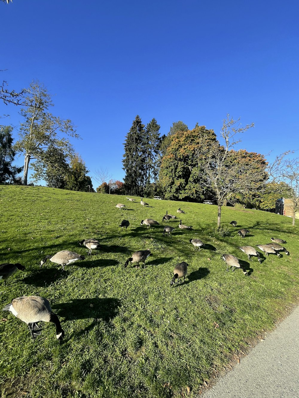 a flock of birds sitting on top of a lush green field