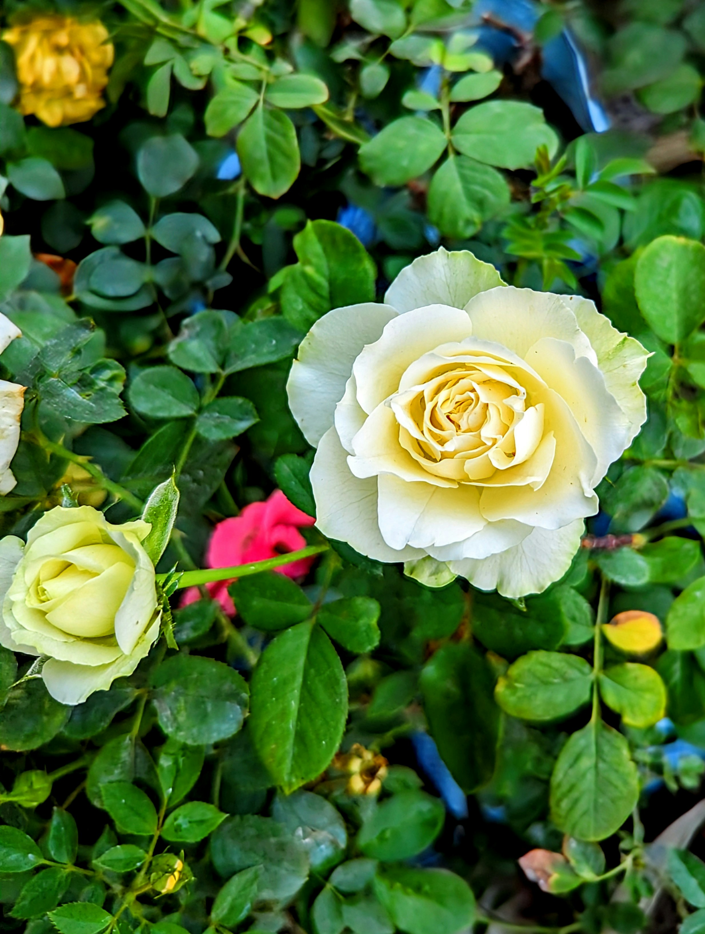 Photo by abhishek008