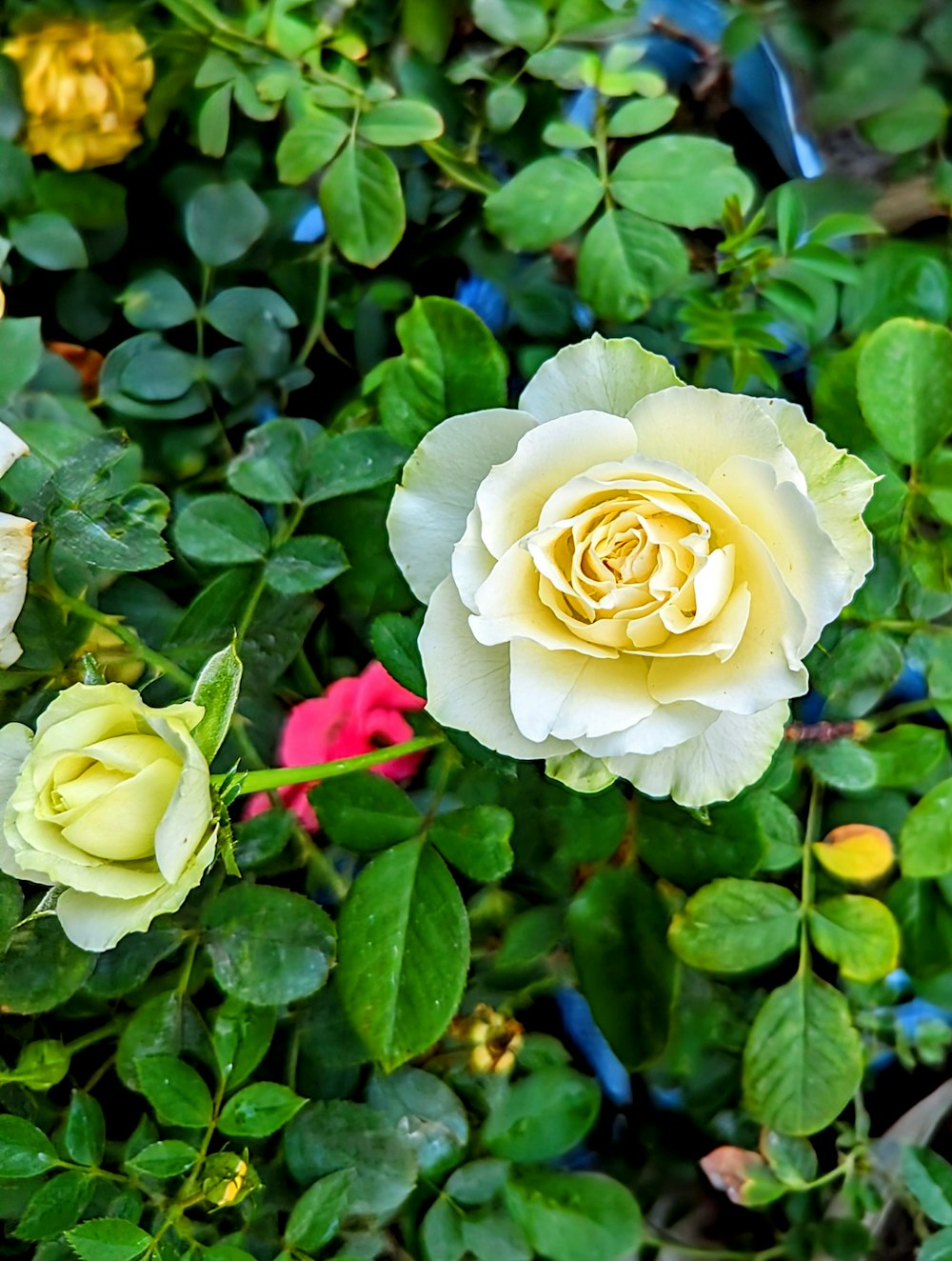 a close up of a yellow rose surrounded by green leaves