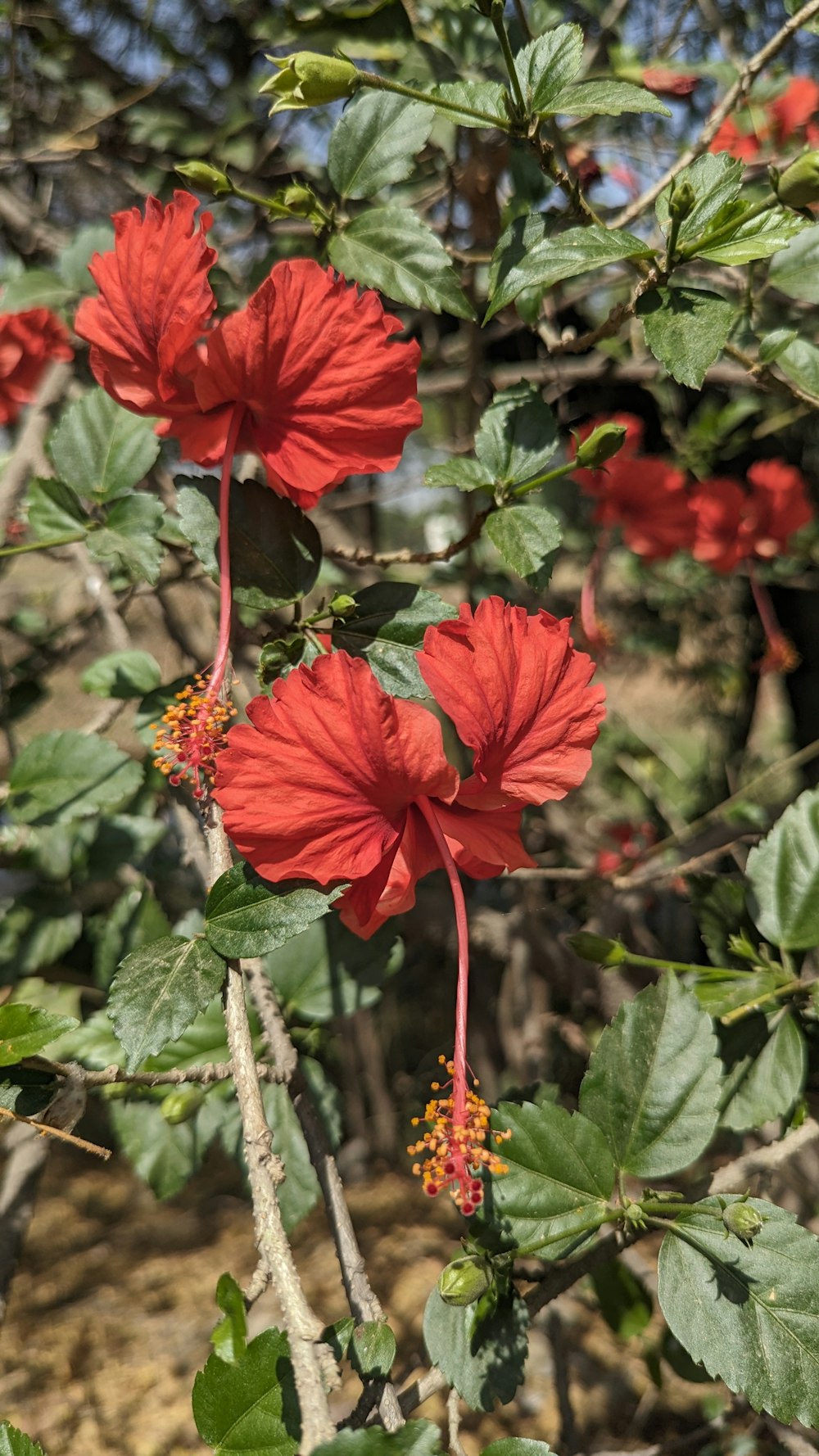 red flowers blooming on a tree branch